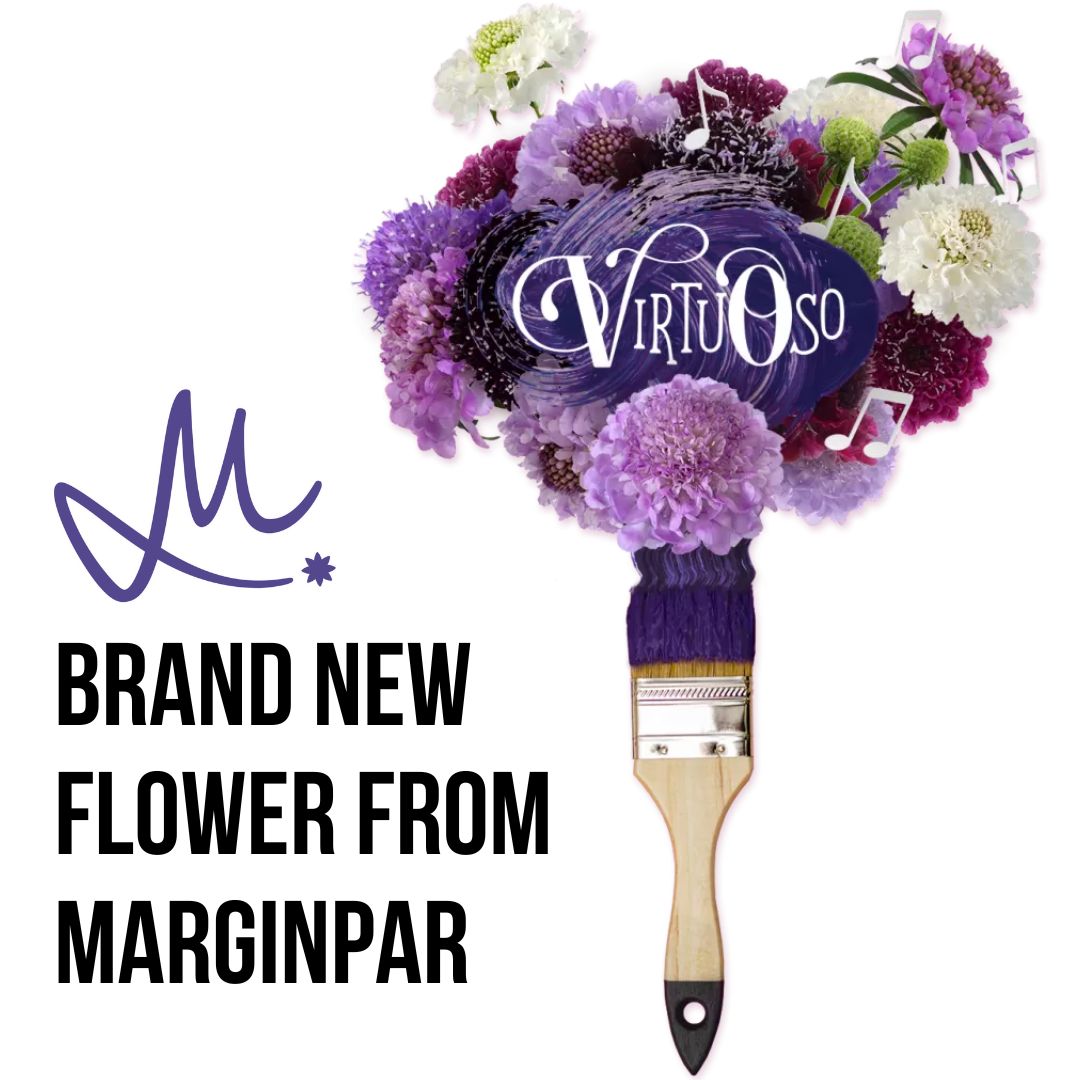 Brand new Virtuoso® Scabiosa from Marginpar