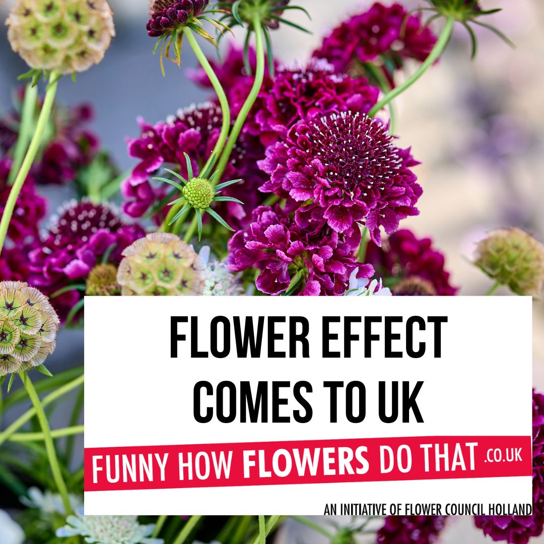 Flower Council link Flower Effect with NFD