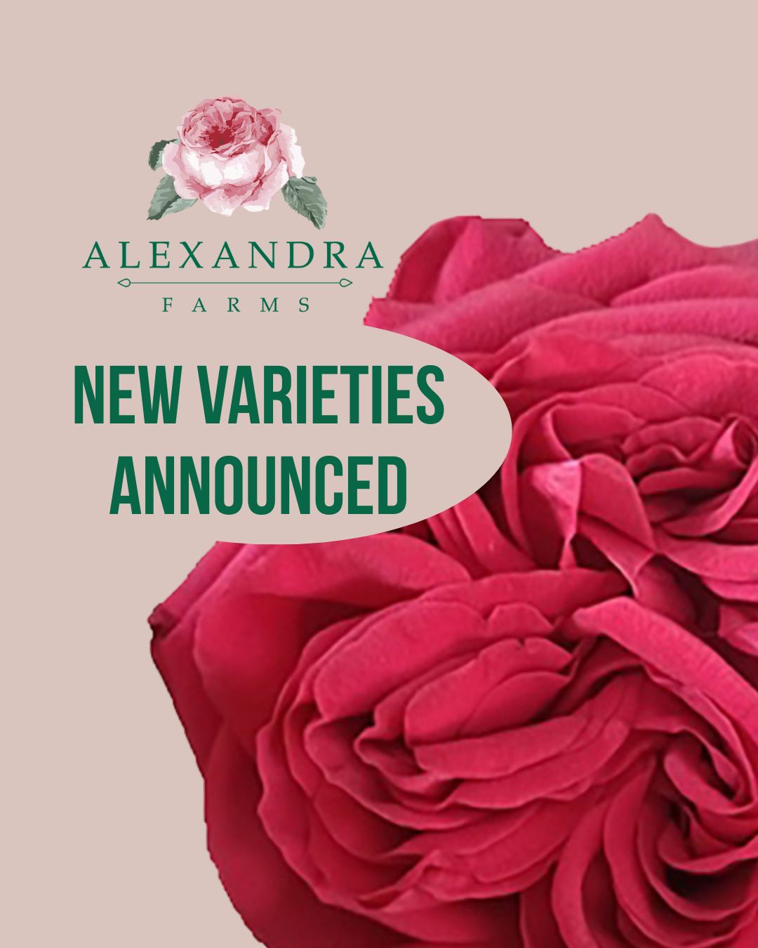 Eleven new varieties from Alexandra Farms