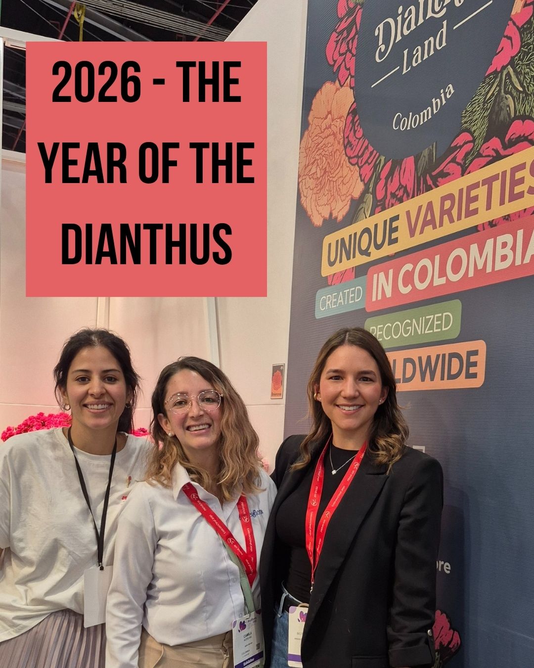 Dianthus … on track to be flower of the year '26!