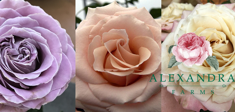 Five new roses from Alexandra Farms