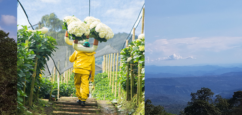 Asocolflores activates ‘Petal Plan’ to get flowers out