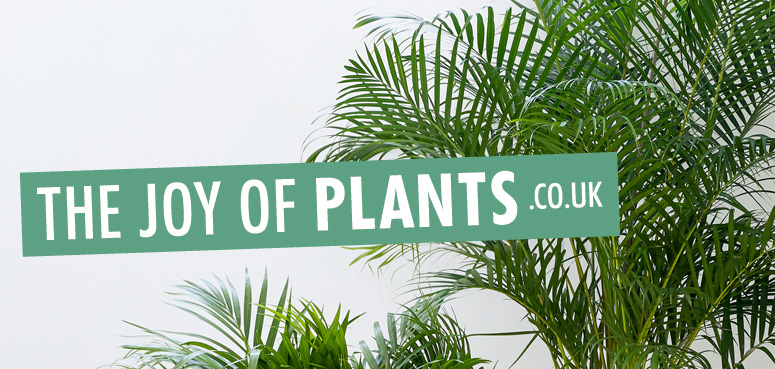 Areca palm: Fabulous for February