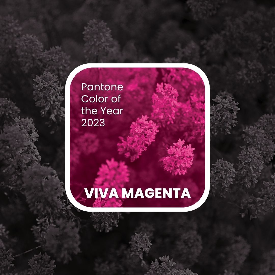 Viva Magenta - the Pantone colour of 2023